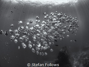 Yearning

Longfin Batfish - Platax teira

Sail Rock, ... by Stefan Follows 